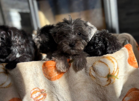 Beautiful Jackapoo puppies