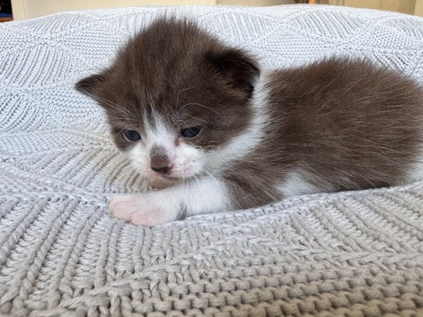 Kittens! ReadyToGO!