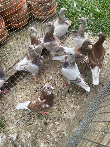 Bricoux pigeons