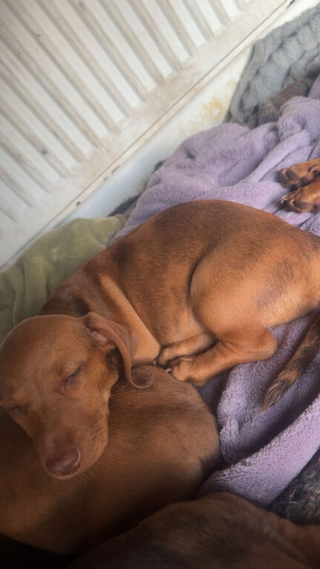 3 Dachshund Puppies for sale!!