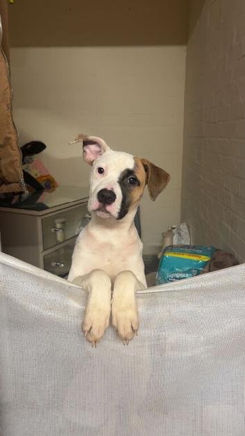 5 month old pup for sale