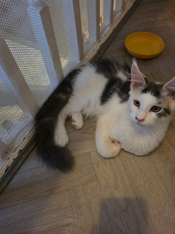 TICA REGISTERED MAINE COON KITTENS