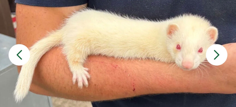 Albino hob ferret