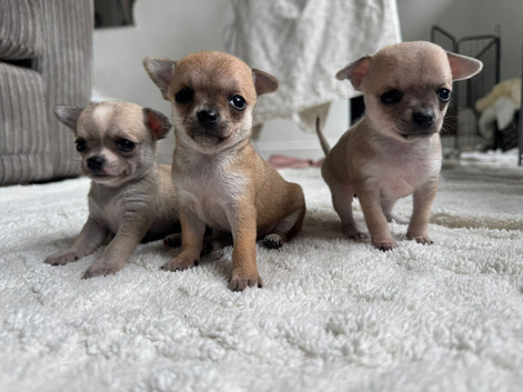 3 Chihuahua girl puppies