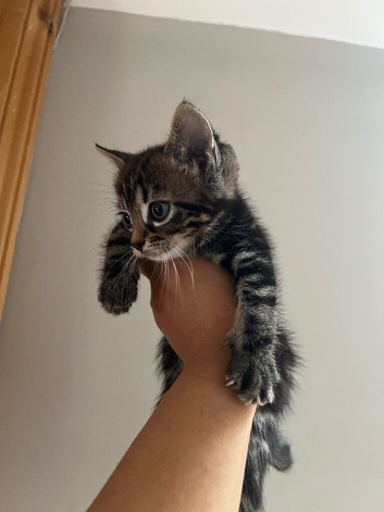 Tabby kitten for sale