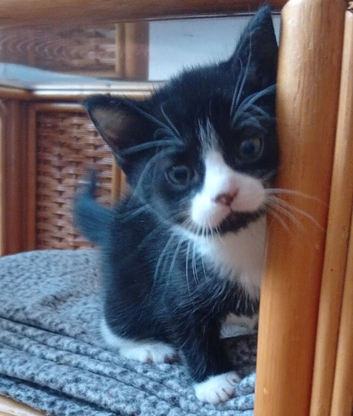 Cute male kitten for sale...
