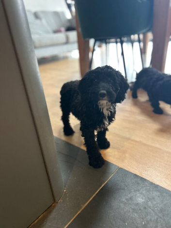 31.08 ONE BLACK COCKAPOO BOY AVAILABLE