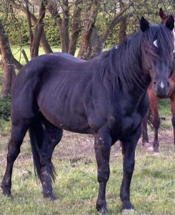 Stallion at stud