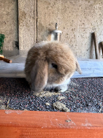 Top Quality Pure Bred Mini Lops