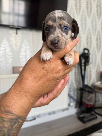 Miniature dachshund pups