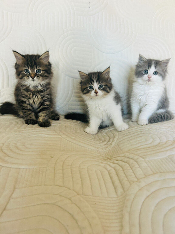 Beautiful kittens