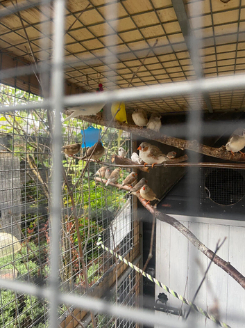 Zebra finches for sale