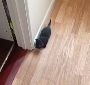 One black kitten for sale 25