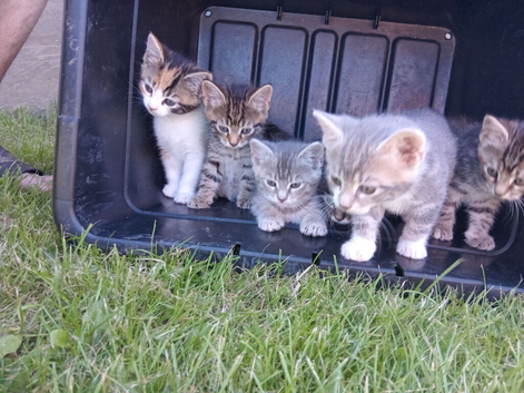 Beautiful kittens, ready for pickup on July 10th.