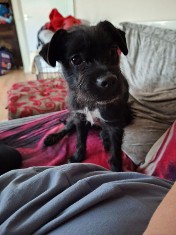 Cockerpoo x boston terrier