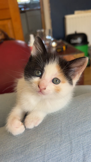 Ragdoll x tabby