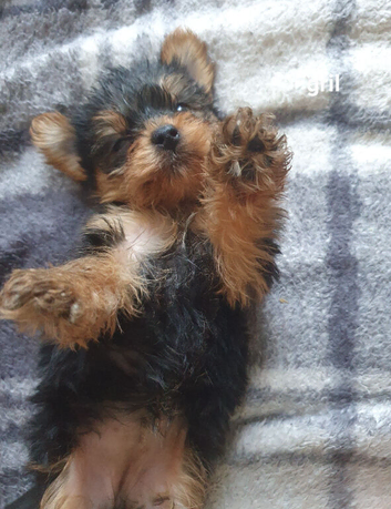 Yorkshire terrier puppies