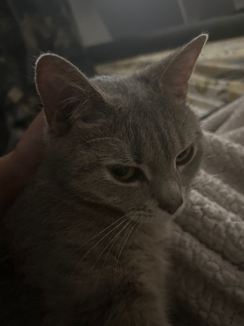 Grey cuddly cat