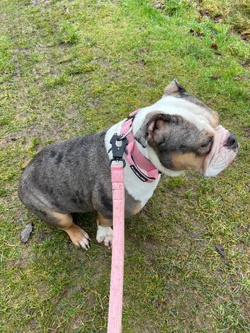 Oreo- female English bulldog