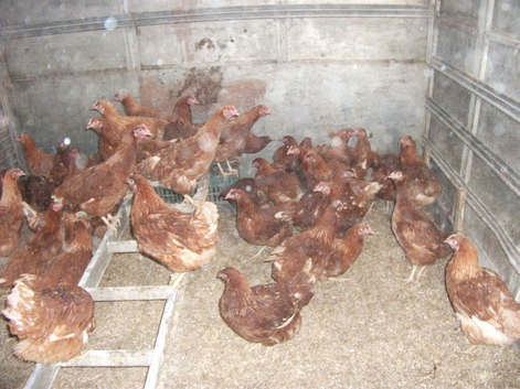 19 weeks old Point of lay Hens