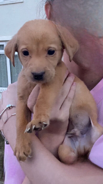 Labrador pup