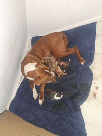 Staffy cross puppies