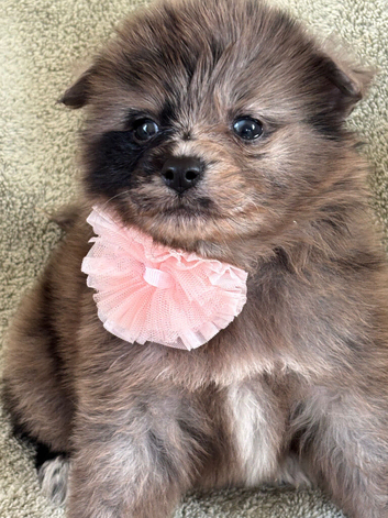 Beautiful Merrill puppies