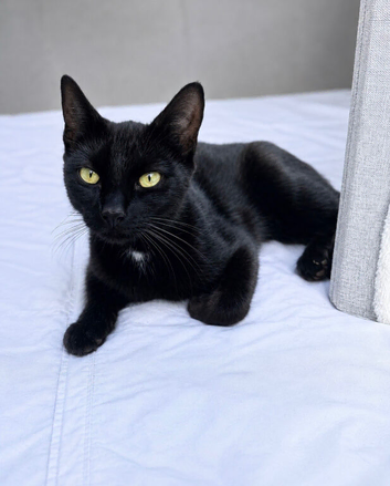 Beautiful female cat