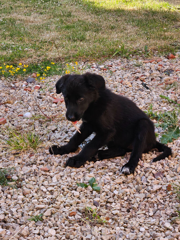 8 week golden shepherd