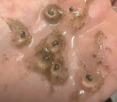 Axolotls eggs