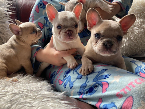 French Bulldog Puppies
