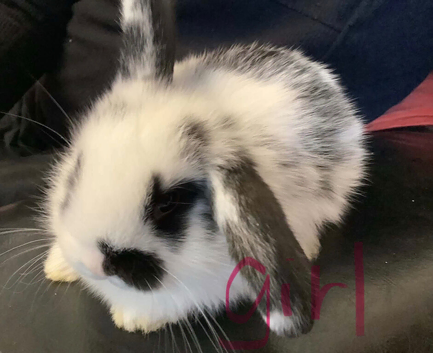 Baby mini lops