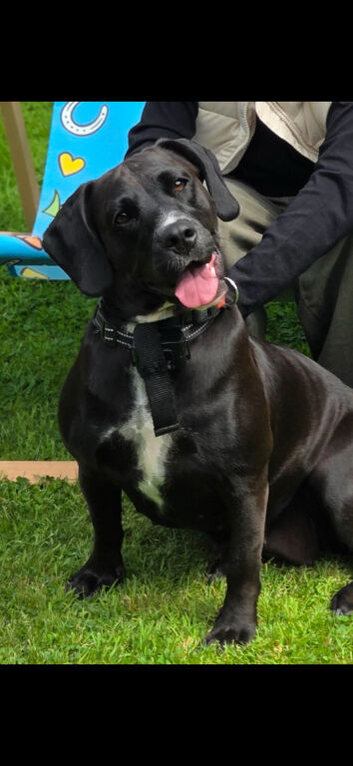 URGENT Staffy x Toy Poodle
