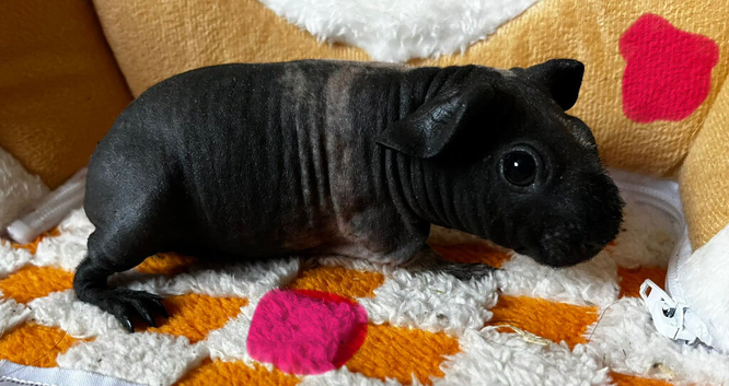 2 x Female Skinny Pigs