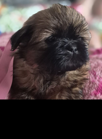 3 beautiful pure shih tzus ready now!