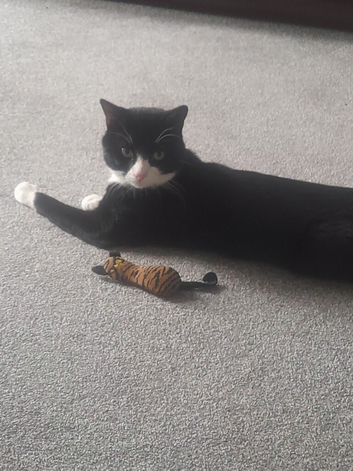 Cat for sale