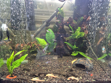 Bristlenose Plecos Need New Home