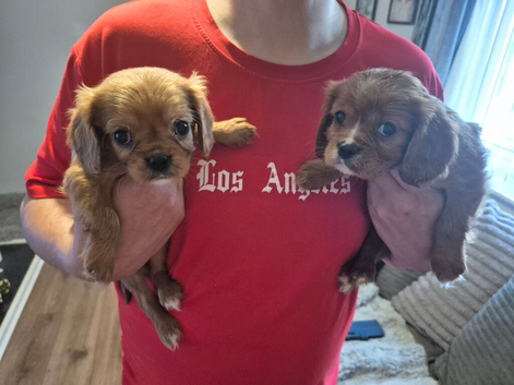 4 beautiful king Charles Cavalier spaniels looking for forever homes