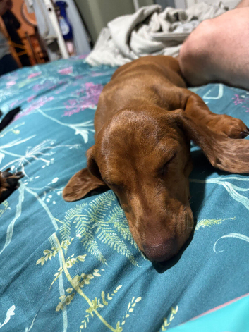 Dachshund