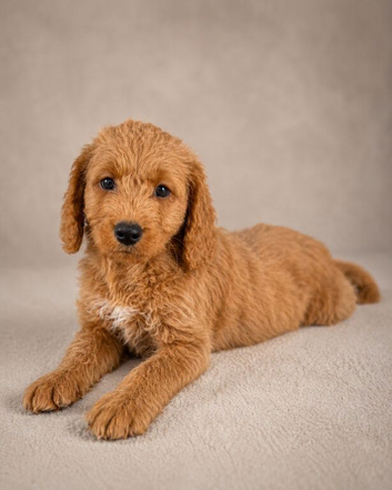 Labradoodle pups ready to go