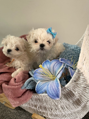 Beautiful Korean Maltese Pups