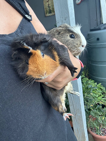 Male Guineas looking for forever homes