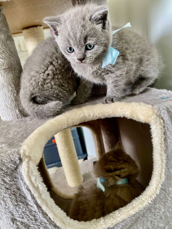 Pure British shorthair kittens genetically tested