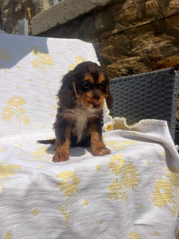 Cockerpoo puppies