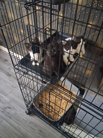 British Shorthair kittens cross