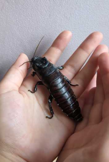 Madagascar Hissing Cockroach (hissers)