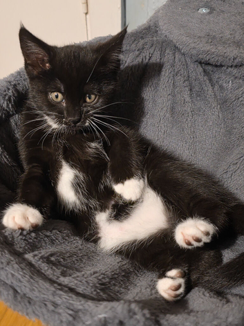 Black and white tabby kittens