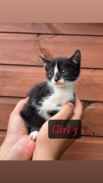 3 Kittens