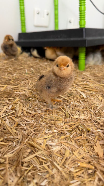 Barbu D&rsquo;uccles (booted bantam)