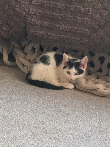 beautiful male kittens